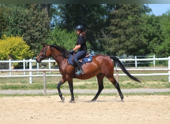 Malopolski / Anglo-Arabo Polacco, Giumenta, 6 Anni, 162 cm, Baio scuro