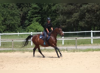 Malopolski / Anglo-Arabo Polacco, Giumenta, 6 Anni, 162 cm, Baio scuro