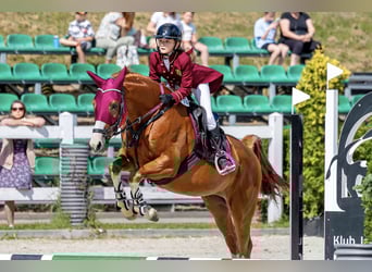 Malopolski / Anglo-Arabo Polacco, Castrone, 10 Anni, 165 cm, Sauro