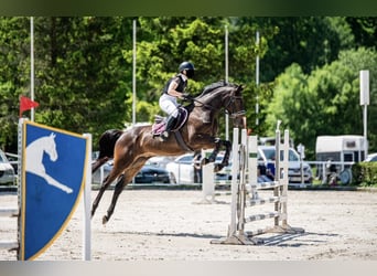 Malopolski / Anglo-Arabo Polacco, Castrone, 13 Anni, 165 cm, Baio scuro