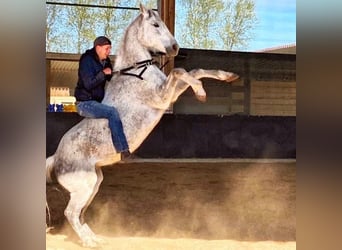 Malopolski / Anglo-Arabo Polacco, Castrone, 17 Anni, 155 cm, Grigio trotinato