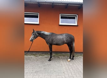 Malopolski / Anglo-Arabo Polacco, Castrone, 3 Anni, 164 cm, Grigio