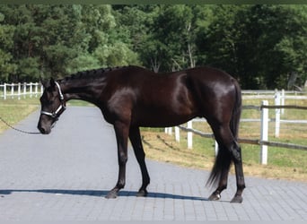 Malopolski / Anglo-Arabo Polacco, Castrone, 3 Anni, 177 cm, Morello