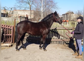 Malopolski / Anglo-Arabo Polacco Mix, Castrone, 4 Anni, 152 cm, Morello