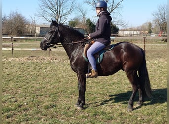 Malopolski / Anglo-Arabo Polacco Mix, Castrone, 4 Anni, 152 cm, Morello