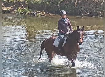 Malopolski / Anglo-Arabo Polacco, Castrone, 6 Anni, 164 cm, Baio