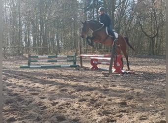 Malopolski / Anglo-Arabo Polacco, Castrone, 6 Anni, 164 cm, Baio