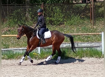 Malopolski / Anglo-Arabo Polacco, Castrone, 6 Anni, 164 cm, Baio ciliegia