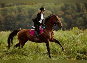 Malopolski / Anglo-Arabo Polacco, Giumenta, 7 Anni, 168 cm, Baio ciliegia