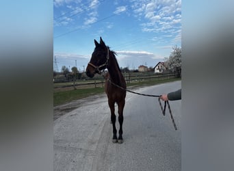 Malopolski / Anglo-Arabo Polacco, Stallone, 1 Anno, 155 cm, Baio