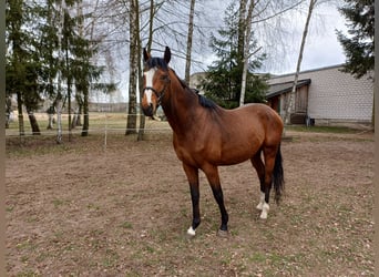 Malopolski / Anglo-Arabo Polacco, Stallone, 5 Anni, Baio
