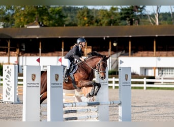 Malopolski, Caballo castrado, 13 años, 150 cm, Castaño