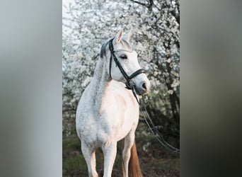 Malopolski Mestizo, Caballo castrado, 16 años, 156 cm, Tordo picazo