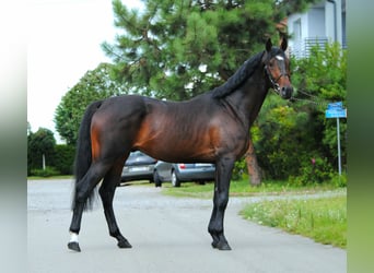 Malopolski, Caballo castrado, 3 años, 160 cm, Castaño oscuro