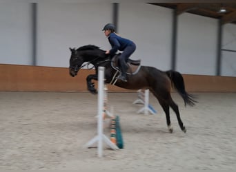 Malopolski, Caballo castrado, 3 años, 160 cm, Castaño oscuro