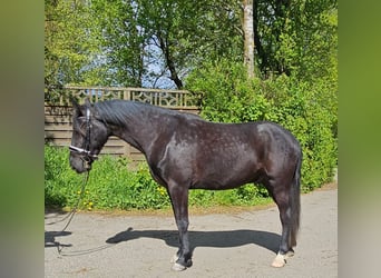 Malopolski, Caballo castrado, 3 años, 160 cm, Negro