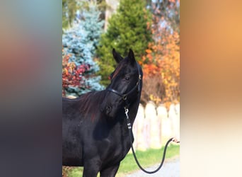 Malopolski, Caballo castrado, 3 años, 177 cm, Negro
