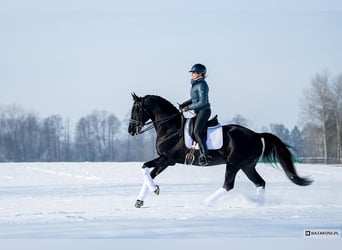 Malopolski, Caballo castrado, 3 años, 177 cm, Negro