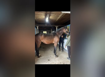 Malopolski, Caballo castrado, 4 años