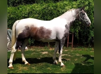 Malopolski, Caballo castrado, 5 años, 165 cm, Pío