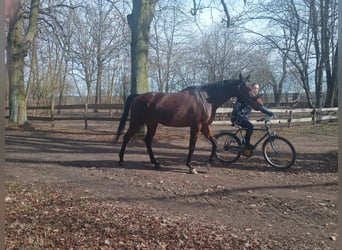 Malopolski, Caballo castrado, 6 años, 164 cm, Castaño