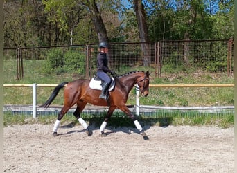 Malopolski, Caballo castrado, 6 años, 164 cm, Castaño rojizo