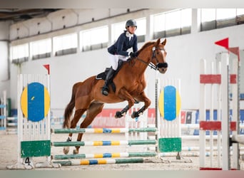 Malopolski, Caballo castrado, 8 años, 165 cm, Alazán