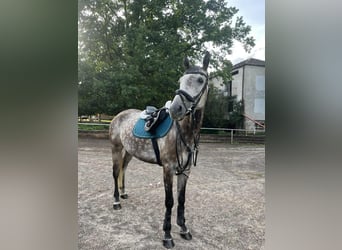 Malopolski, Caballo castrado, 9 años, 165 cm, Tordo