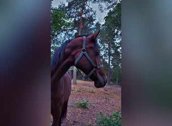 Malopolski, Hengst, 4 Jaar, 168 cm, Bruin