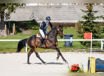 Malopolski, Hengst, 6 Jaar, 164 cm, Donkerbruin