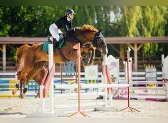 Malopolski, Hongre, 11 Ans, 166 cm, Alezan