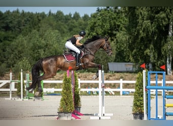 Malopolski, Hongre, 15 Ans, 175 cm, Bai brun