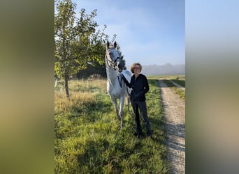 Malopolski, Hongre, 17 Ans, 155 cm, Gris moucheté