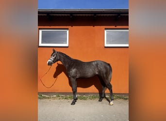 Malopolski, Hongre, 3 Ans, 164 cm, Gris