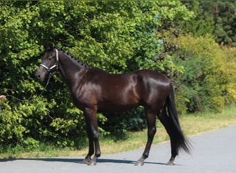 Malopolski, Hongre, 3 Ans, 177 cm, Noir