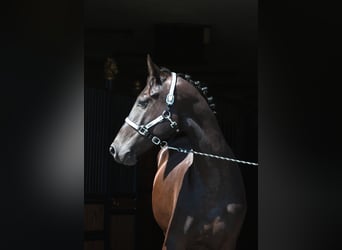 Malopolski, Hongre, 3 Ans, 177 cm, Noir