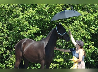Malopolski, Hongre, 3 Ans, 177 cm, Noir