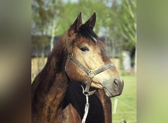 Malopolski, Hongre, 4 Ans