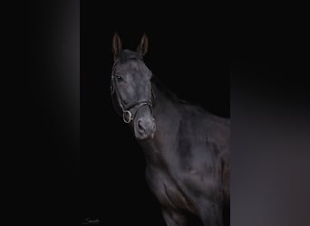 Malopolski, Hongre, 5 Ans, 170 cm, Noir