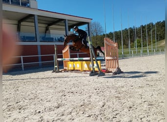 Malopolski, Hongre, 6 Ans, 164 cm, Bai cerise