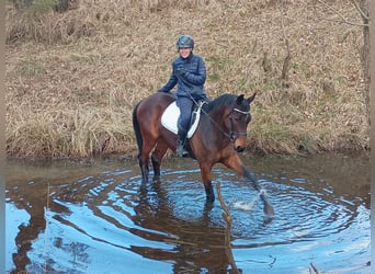 Malopolski, Hongre, 6 Ans, 164 cm, Bai