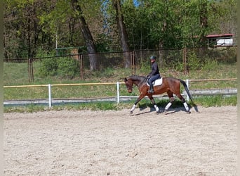 Malopolski, Hongre, 6 Ans, 164 cm, Bai