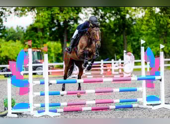 Malopolski, Jument, 13 Ans, 163 cm, Bai brun