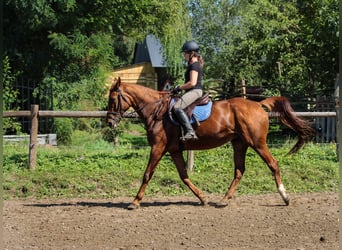 Malopolski, Jument, 14 Ans, 167 cm, Alezan