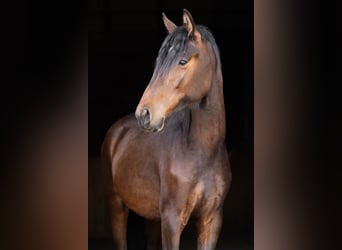 Malopolski Croisé, Jument, 2 Ans, 153 cm, Bai cerise