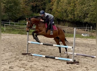 Malopolski, Jument, 5 Ans, 166 cm, Bai cerise