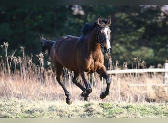 Malopolski, Jument, 6 Ans, 164 cm, Bai brun