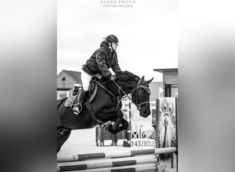 Malopolski, Jument, 6 Ans, 165 cm, Noir