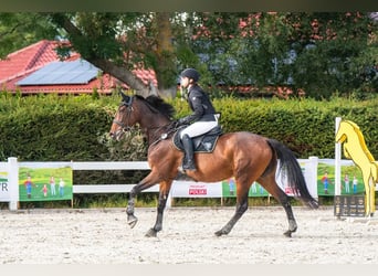 Malopolski, Merrie, 12 Jaar, 173 cm