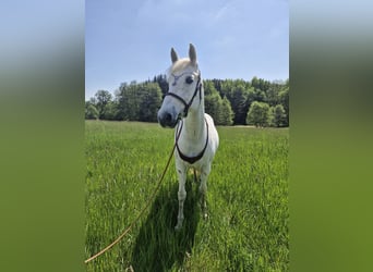 Malopolski, Merrie, 13 Jaar, 153 cm, Vliegenschimmel